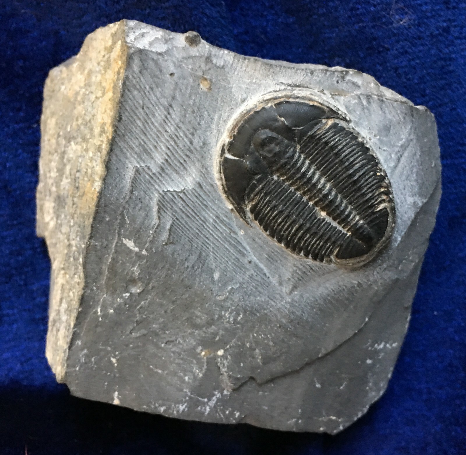 fossil trilobite . Devonian in age .  380 million years old