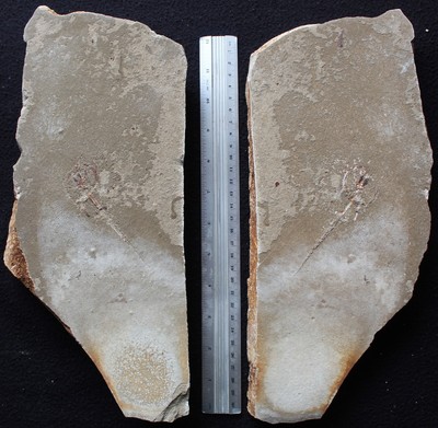 Cyclobatis major - Amazing Tail - Covered Unprepared Uncut Stone Fossils Lebanon