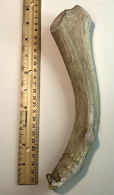 SUPER Dense JUMBO MULE DEER  Antler Dog Chew-LONG LASTING for aggressive chewers