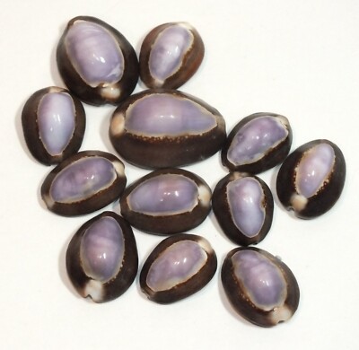 Shells Tiger Cowrie Beach Nautical Crafts 12 Purple Cypraea Tigris Craft S28