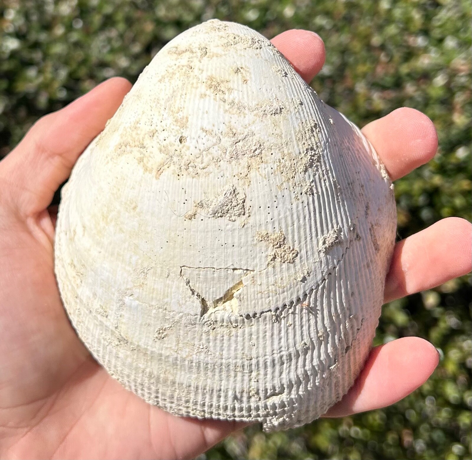 北アメリカ西部の二枚貝 専門書「Bivalve Seashells」 Bivalve Seashells of Western South America: Marine Bivalve