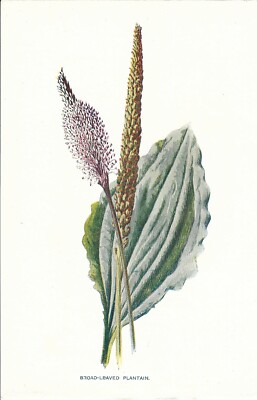 Stampa antica fiori PIANTAGGINE Plantago major botanica 1878 Antique Print