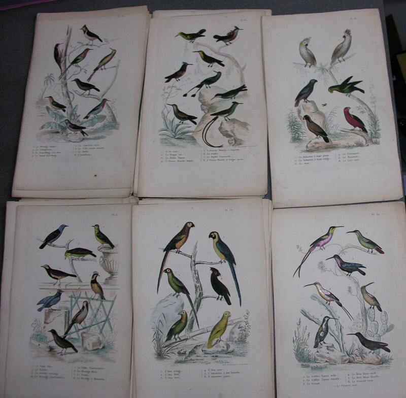 Oiseaux. 54 Planches Couleurs. Impr. Lesauvage R. De Sorbonne. XixÃ¨Me S.