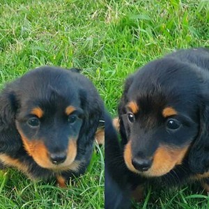 Dachshund Pups Dogs Puppies Gumtree Australia Whitsundays