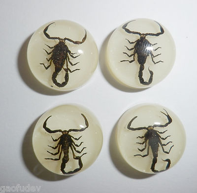 Insect Cabochon Black Scorpion Specimen Round 19 mm Clear 10 pieces Lot