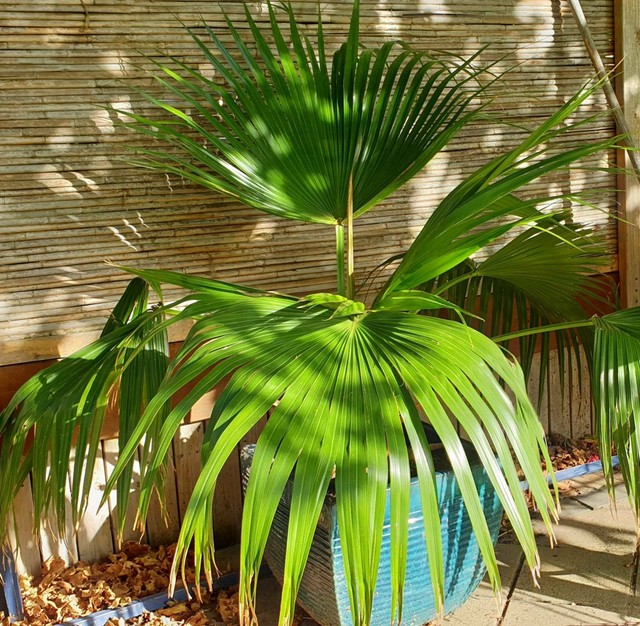 potted palm in ceramic pot | Plants | Gumtree Australia Port Lincoln