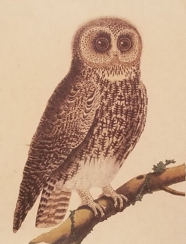 Vintage La Hulote Owl bird Framed Print Artwork Decor wall hanging