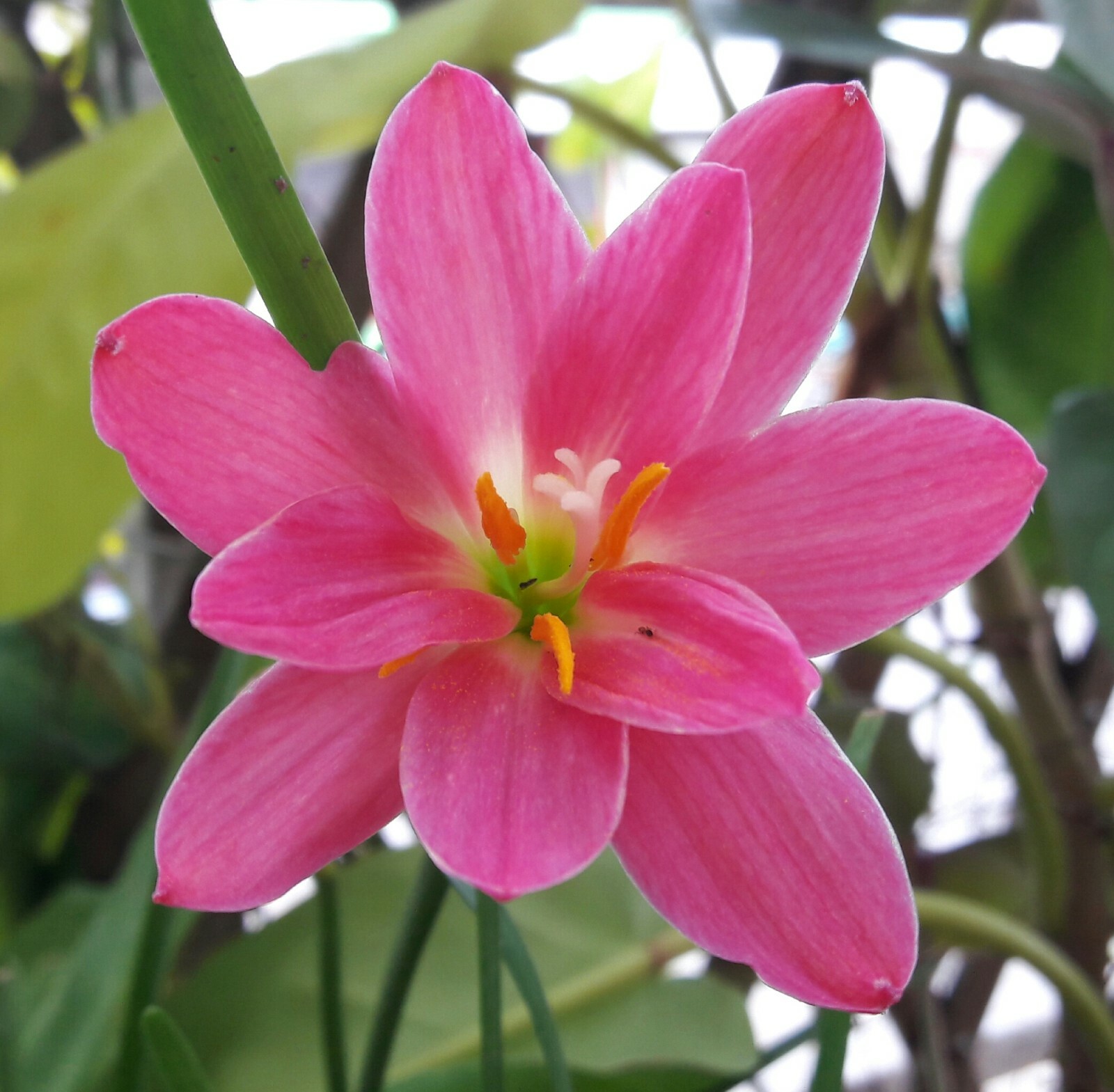 Double-Flowered Rain Lily Bulb💃Zephyranthes 'Miss Ruby