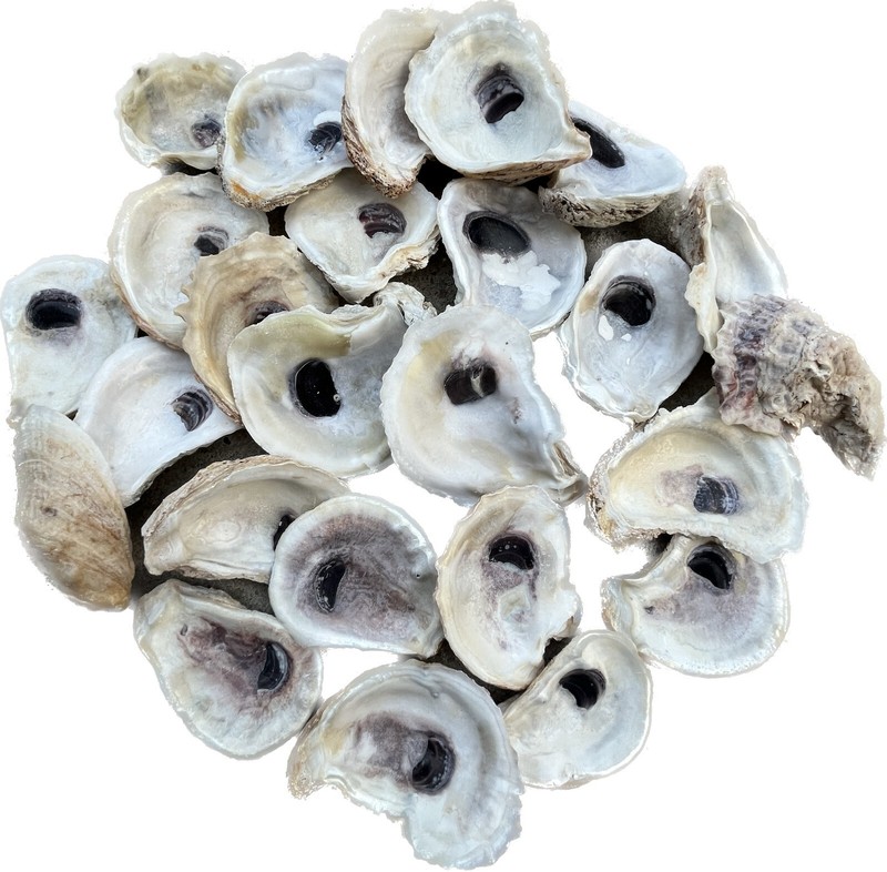Bulk US Oyster Shells, Cleaned/Bleached, 2 to 3 inches, 2"-3",