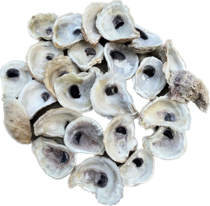 Bulk US Oyster Shells, Cleaned/Bleached, 2 to 3 inches, 2"-3", 35 pieces