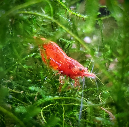 10 + 2 Red Cherry Shrimp neocaridina homebred freshwater fish live invertebrate