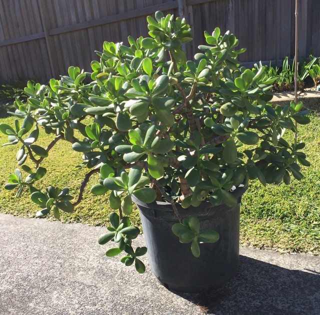 Jade Plant (Money Tree) Plants Gumtree Australia Wyong Area