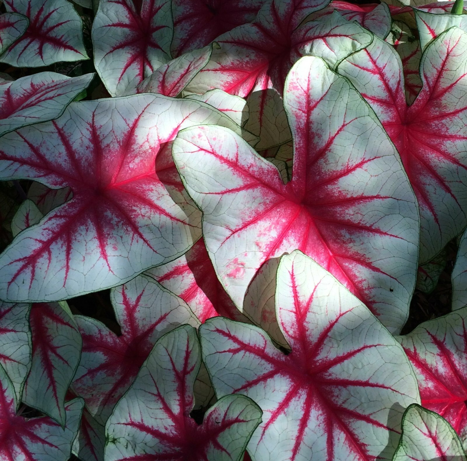 Caladium - Fiesta - Striking Red/White Leaves - Lot of 8 Bulbs