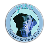 Jax's Labrador Retriever Rescue