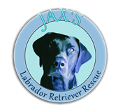 Jax's Labrador Retriever Rescue