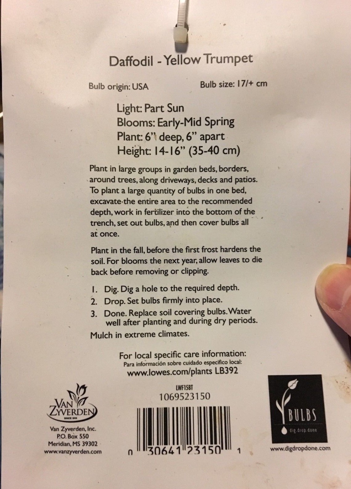 Yellow Trumpet Daffodil Flower Dutch Master (20 Bulbs) Perennial, Zones:4-9