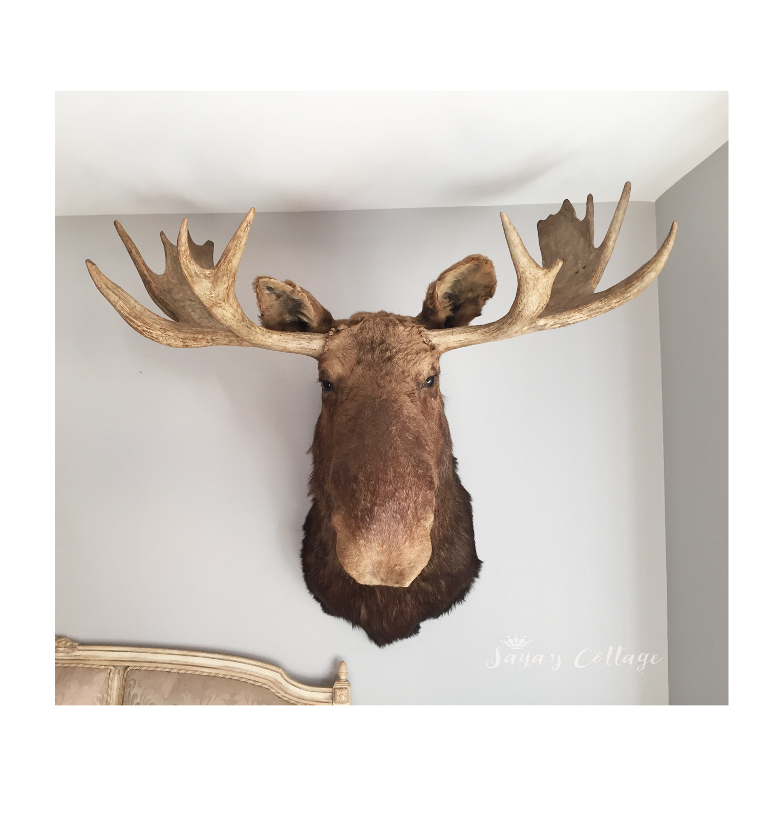 Vintage Majestic Shiras Moose Taxidermy Real Moose Head Shoulder Mount Taxidermy