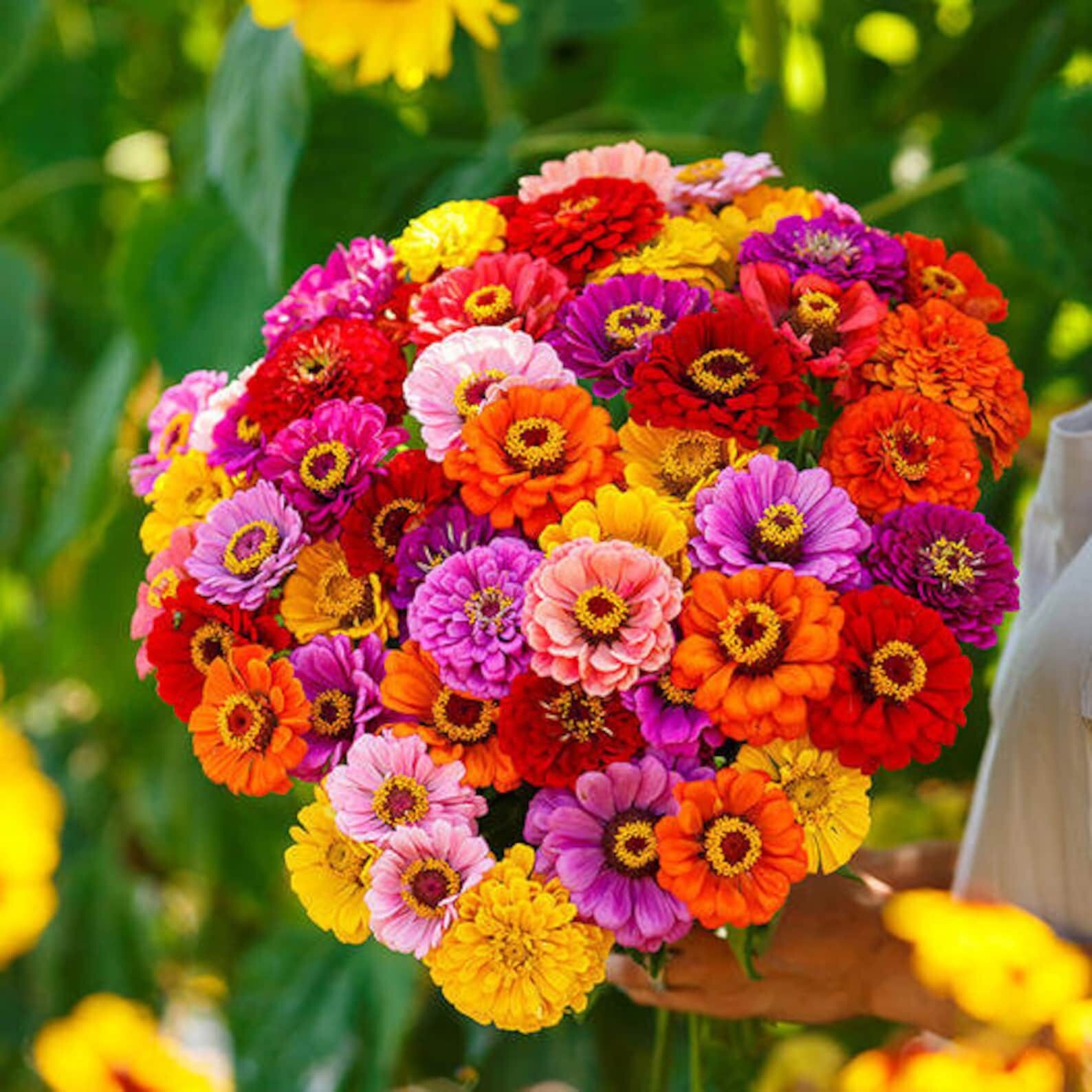 1000+ CALIFORNIA GIANT ZINNIA FLOWER SEEDS -- Mixed Colors