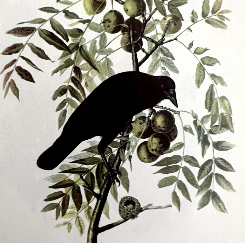 American Crow 1950 Lithograph Art Print Audubon Bird First Edition DWU14D