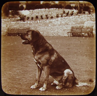 Glass Magic Lantern Slide ST BERNARD DOG SITTING DOWN C1900 VICTORIAN PHOTO