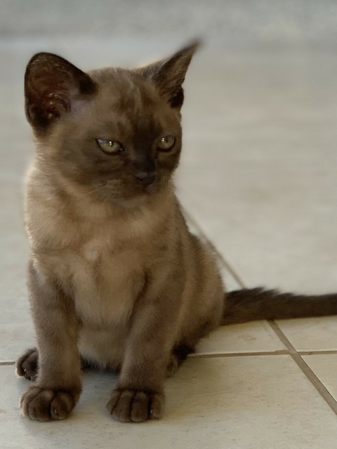 gumtree burmese kittens