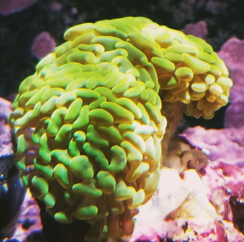 Aust Neon YellowHammer (Live Coral Colony) Hardy Fast Growing Colorful- WYSIWYG