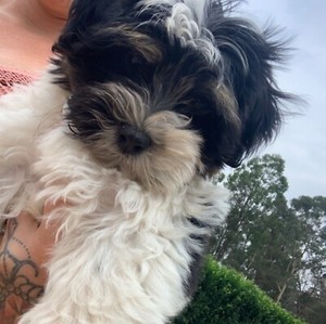 tzu shih maltese puppy