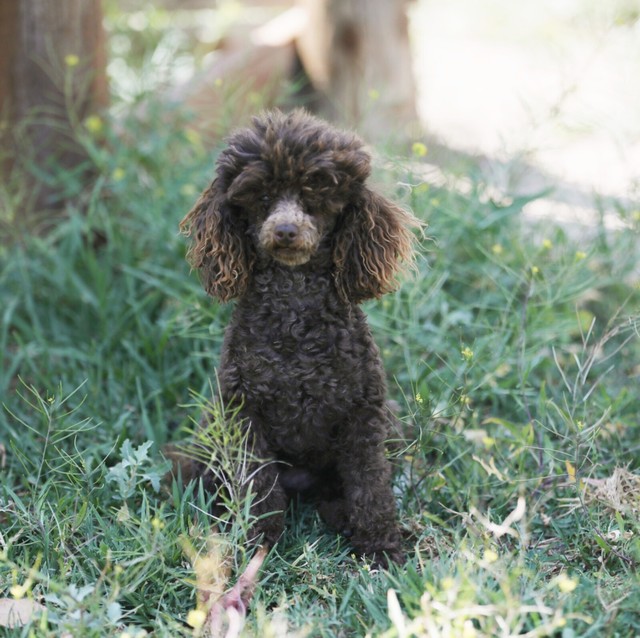 teacup toy poodle puppies for sale