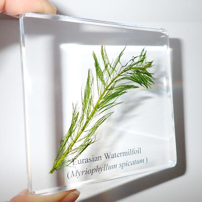 Eurasian Watermilfoil Plant in 75 mm Clear Square Slide Education Specimen SS75N
