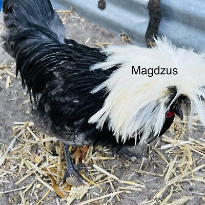 6 Show Quality Smooth & Frizzle White Crested Blue Polish Bantam Hatching Eggs