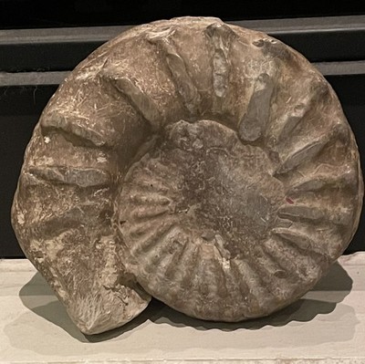 Foto dell'oggetto di un acquirente verificato