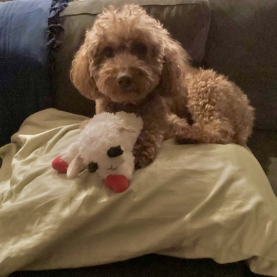 Photos de l'objet d'un acheteur vérifié