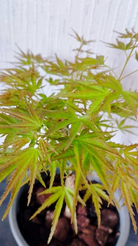 Erable Du Japon - Acer Palmatum 