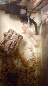 axolotl for sale | Pets | Gumtree Australia Free Local Classifieds