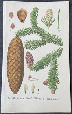 Botanique Epicéa élevé Picea excelsa Gravure couleur de 1893 par Masclef