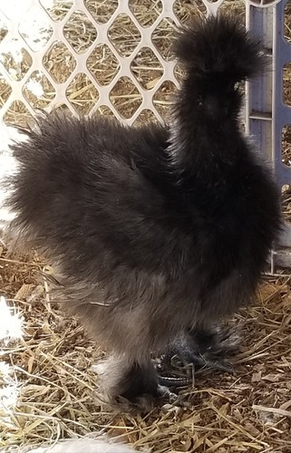 6 Fertile  Silkie/Satin chicken hatching eggs NPIP and AI clean