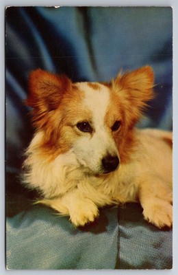 Genuine Pure Bred Boys Puppy Dogs Animals Pets Postcard P1