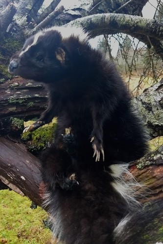 Taxidermy Lifesize Softmount Skunk