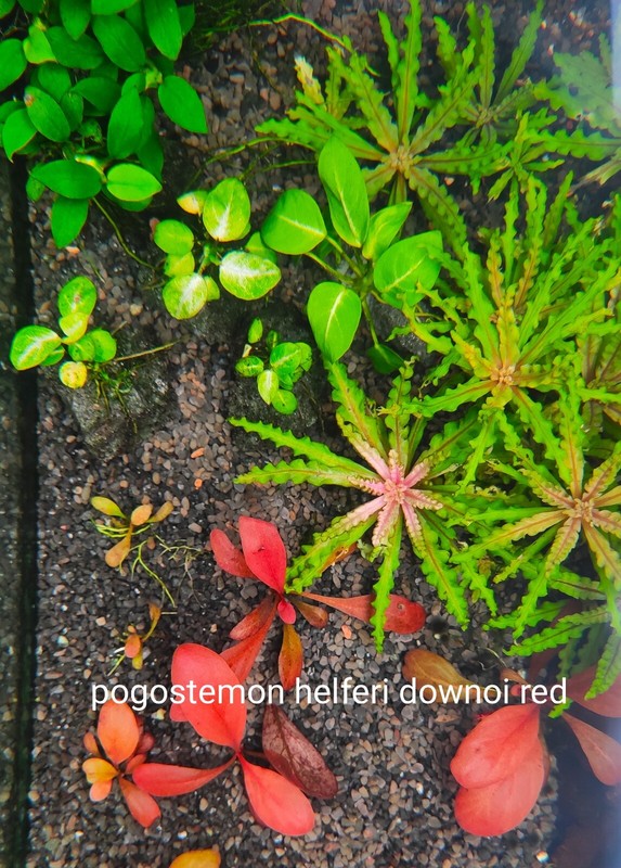 Pogostemon Helferi Red ( Downoi)