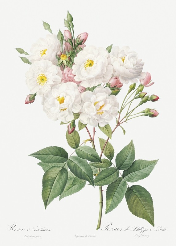 Les Roses Pierre-Joseph Redouté Les Roses, Rosa Sulfurea Painting by Pierre-Joseph Redoute - Pixels