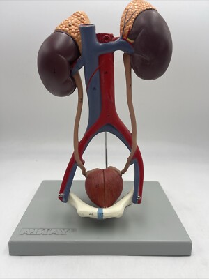 Altay Kidneys Bladder Urinary System   5 Parts Anatomical Model Kidney 6140.12
