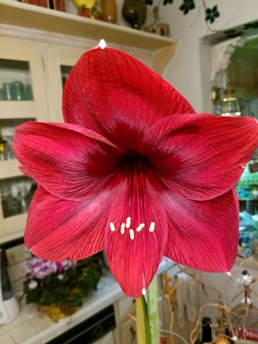 3 ROYAL VELVET  AMARYLLIS BULBS LARGE SIZE FREE SHIPPING