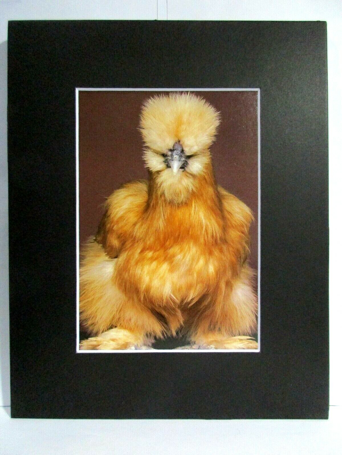 Chick Silkie? - 8