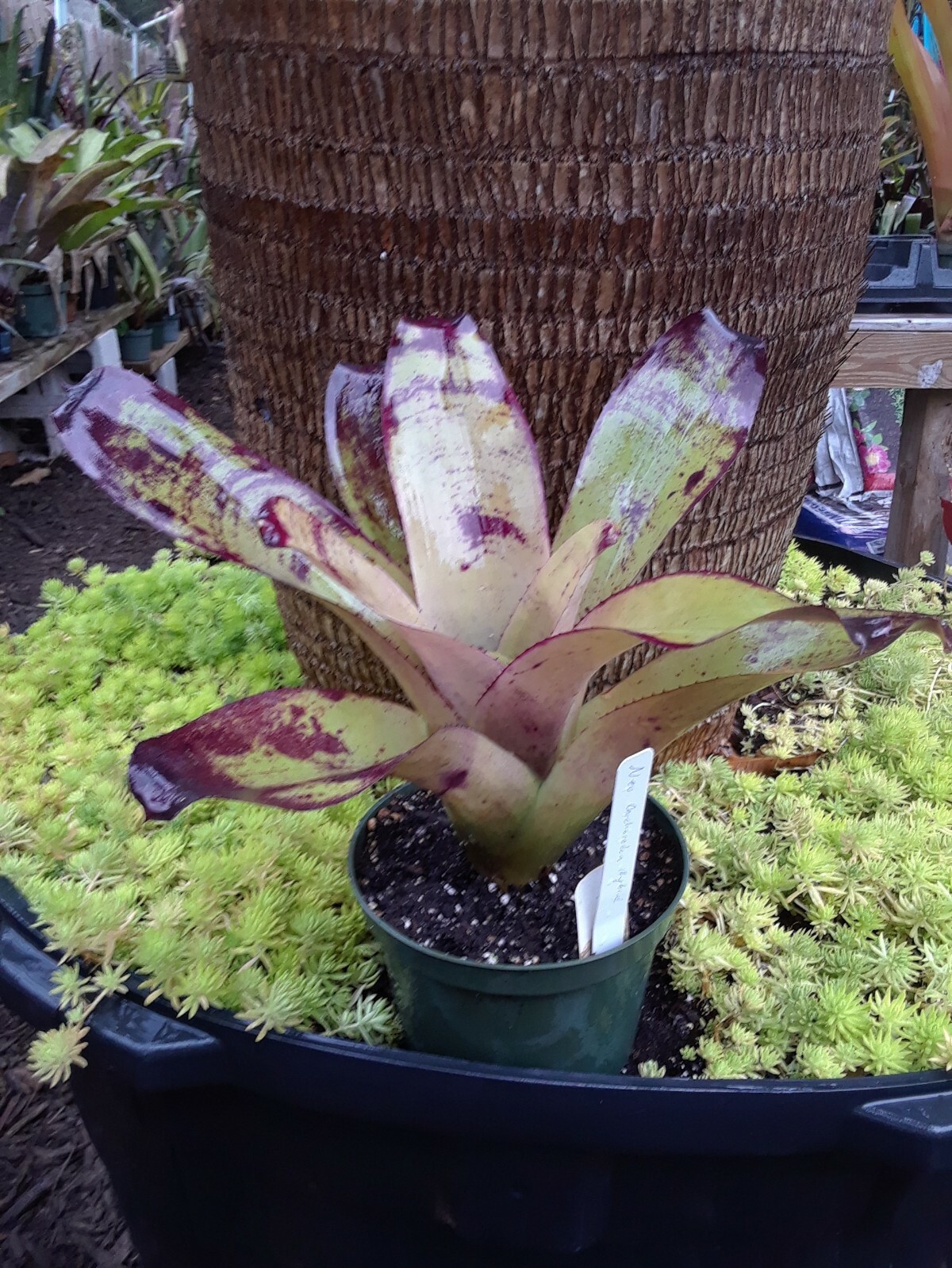 Bromeliad Neoregelia Plutonis 13