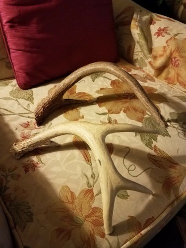 Whitetail Deer Antlers, Horns, Rack,, Taxidermy CRAFTS
