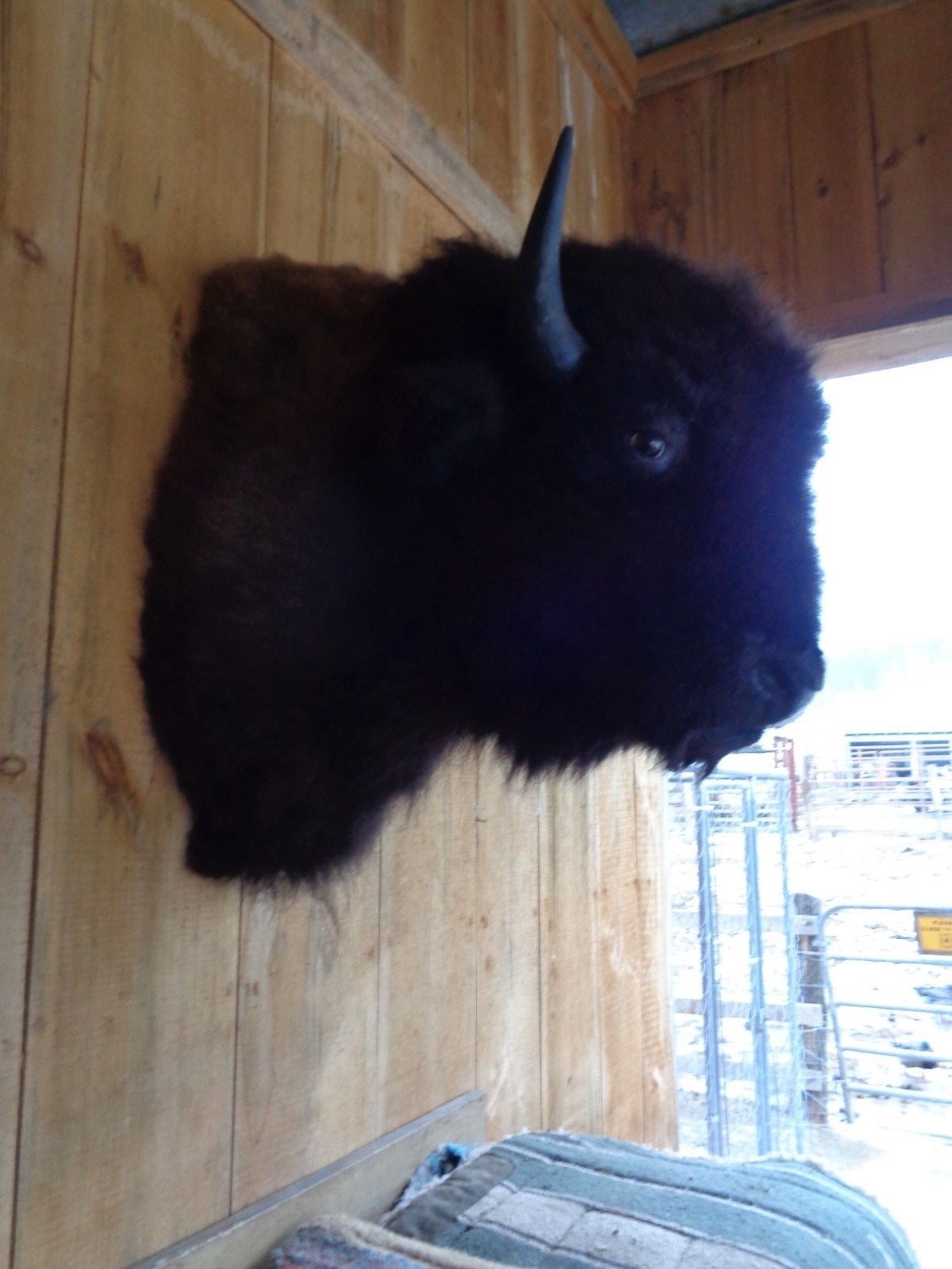 Buffalo Shoulder Mount/taxidermy/bison/hide/real #2