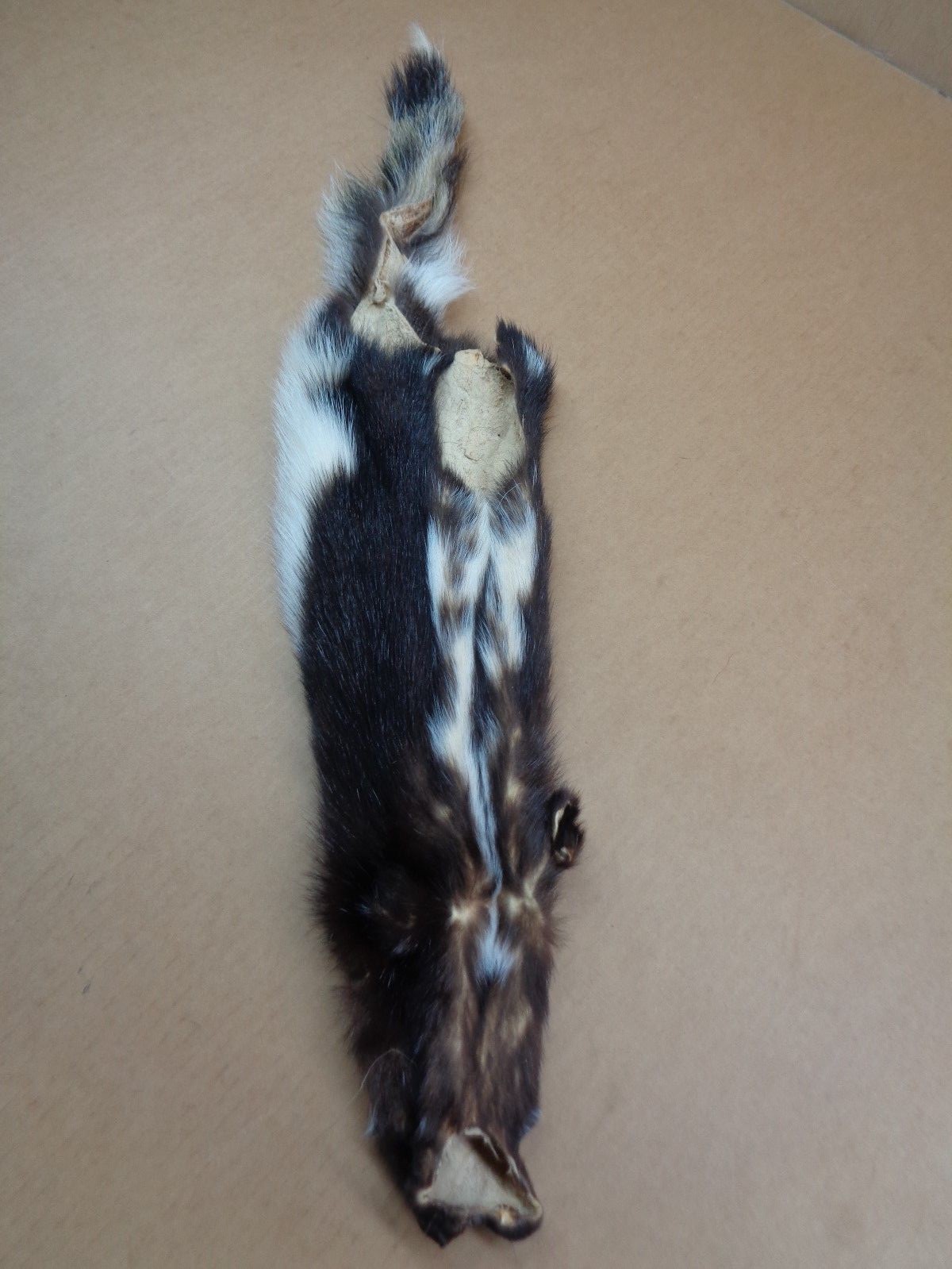 Professionally Tanned XL #2 prime skunk hide/fur/gag gift/prank