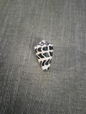 Hawaiian Hebrew Cone