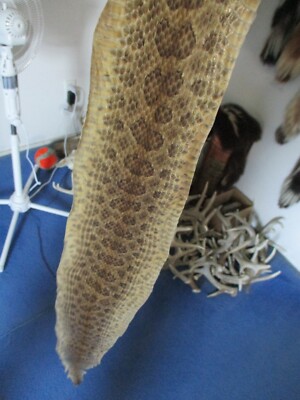 rattlesnake skin prairie rattle snake hide DRY TANNED wrap pen blanks 38 in.D5