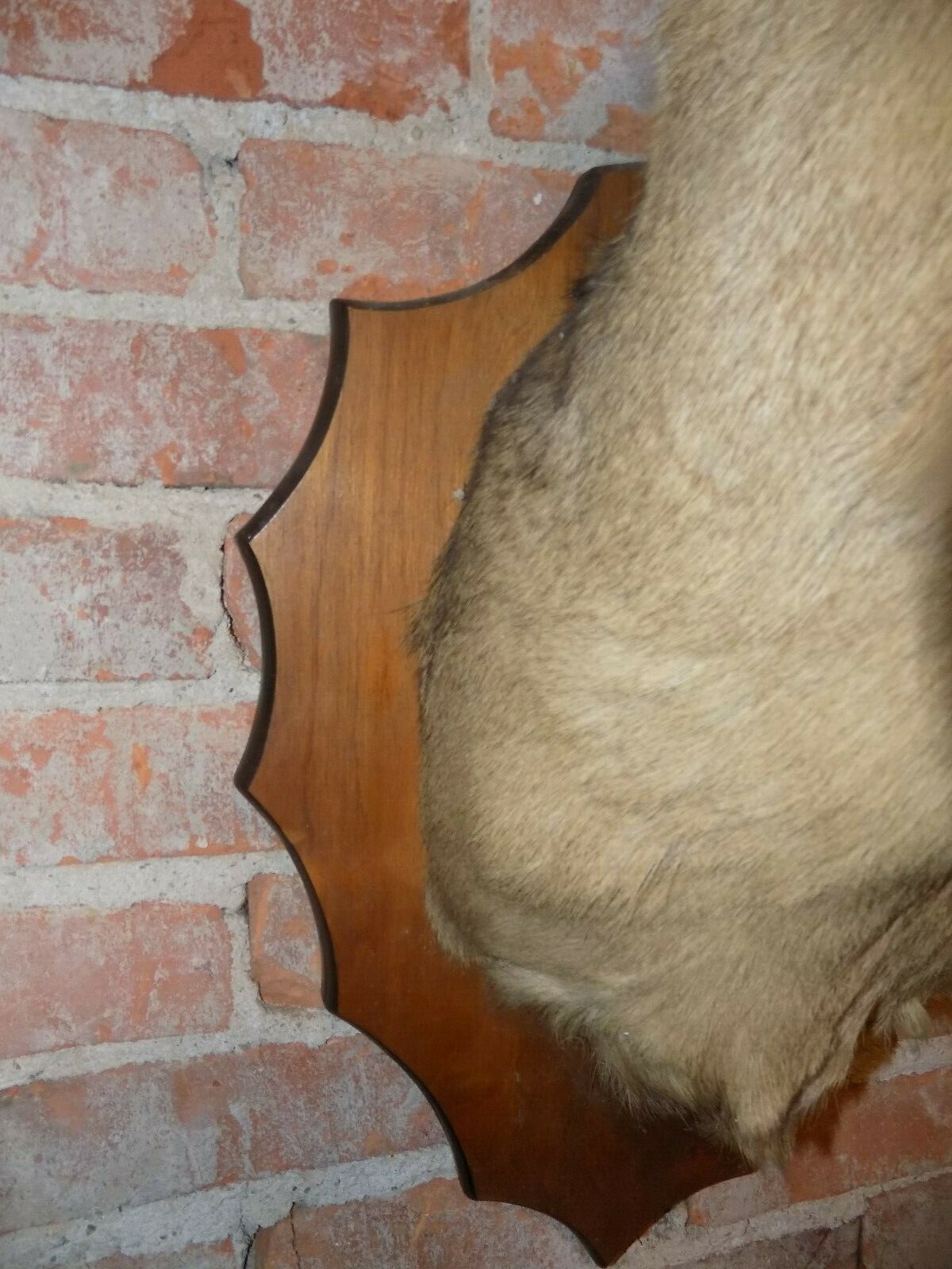 nice 8 Point Whitetail Deer Head Shoulder Mount Taxidermy Mounted